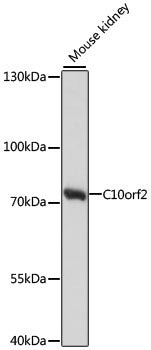 C10orf2 Rabbit pAb