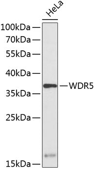 WDR5 Rabbit pAb