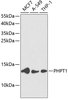PHPT1 Rabbit pAb