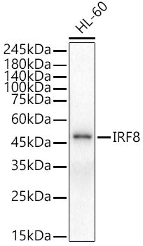 IRF8 Rabbit pAb