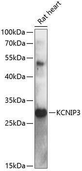 KCNIP3 Rabbit pAb