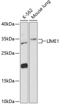 LIME1 Rabbit pAb