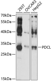 PDCL Rabbit pAb