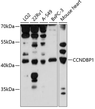 CCNDBP1 Rabbit pAb