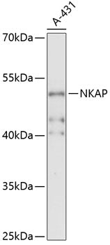 NKAP Rabbit pAb