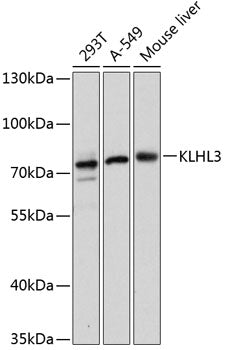 KLHL3 Rabbit pAb