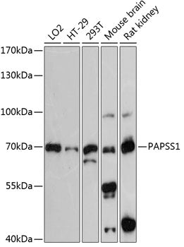 PAPSS1 Rabbit pAb
