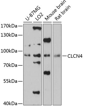 CLCN4 Rabbit pAb