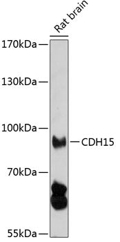 CDH15 Rabbit pAb