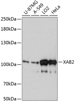 XAB2 Rabbit pAb