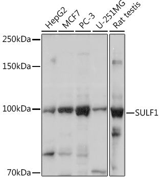 SULF1 Rabbit pAb