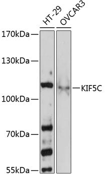KIF5C Rabbit pAb