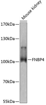 FNBP4 Rabbit pAb
