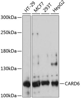 CARD6 Rabbit pAb