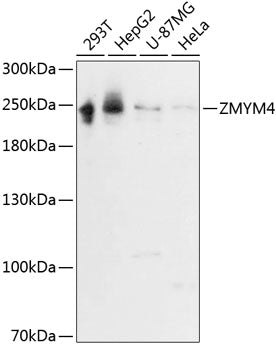 ZMYM4 Rabbit pAb