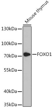 FOXO1 Rabbit pAb