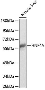 HNF4A Rabbit pAb