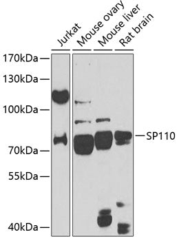 SP110 Rabbit pAb