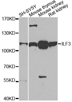 ILF3 Rabbit pAb
