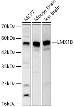 LMX1B Rabbit pAb