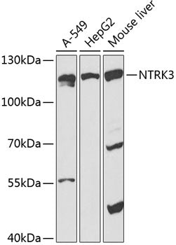 TrKC Rabbit pAb