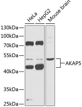 AKAP5 Rabbit pAb