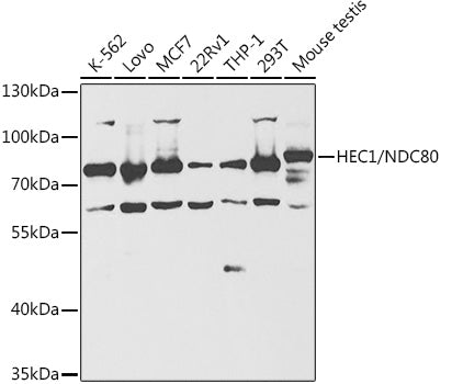 HEC1/NDC80 Rabbit pAb