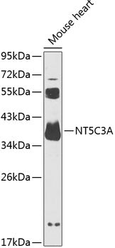 NT5C3A Rabbit pAb