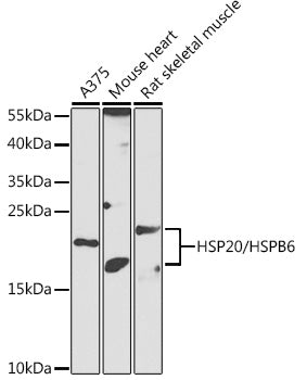 HSP20/HSPB6 Rabbit pAb