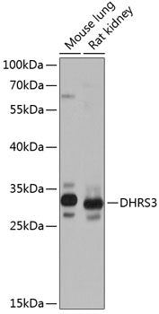 DHRS3 Rabbit pAb
