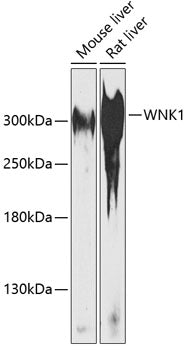 WNK1 Rabbit pAb