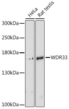 WDR33 Rabbit pAb