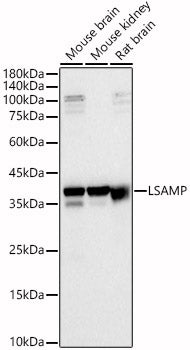 LSAMP Rabbit pAb