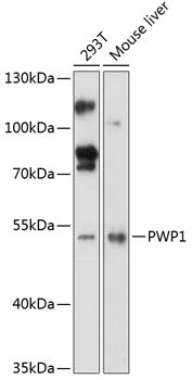 PWP1 Rabbit pAb