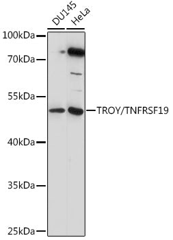TROY/TNFRSF19 Rabbit pAb