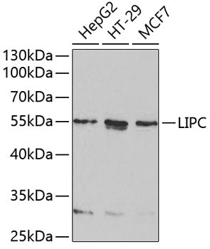 LIPC Rabbit pAb