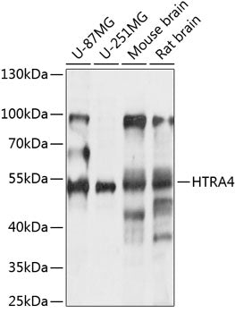 HTRA4 Rabbit pAb