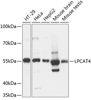 LPCAT4 Rabbit pAb