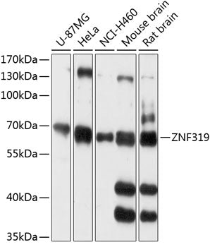 ZNF319 Rabbit pAb