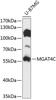 MGAT4C Rabbit pAb