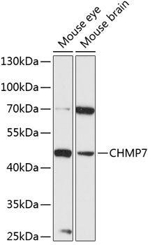 CHMP7 Rabbit pAb