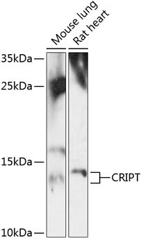 CRIPT Rabbit pAb