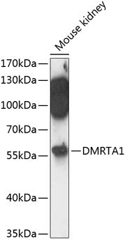 DMRTA1 Rabbit pAb