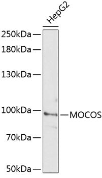 MOCOS Rabbit pAb
