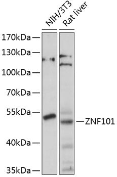 ZNF101 Rabbit pAb