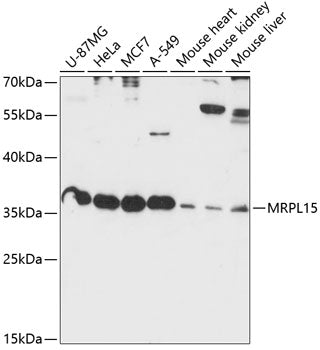 MRPL15 Rabbit pAb
