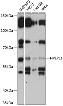 NPEPL1 Rabbit pAb