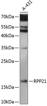 RPP21 Rabbit pAb