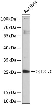 CCDC70 Rabbit pAb