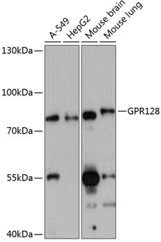 GPR128 Rabbit pAb